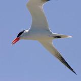 Tern In Flight_43198